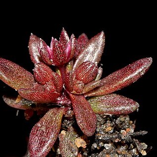 Crassula closiana unspecified picture