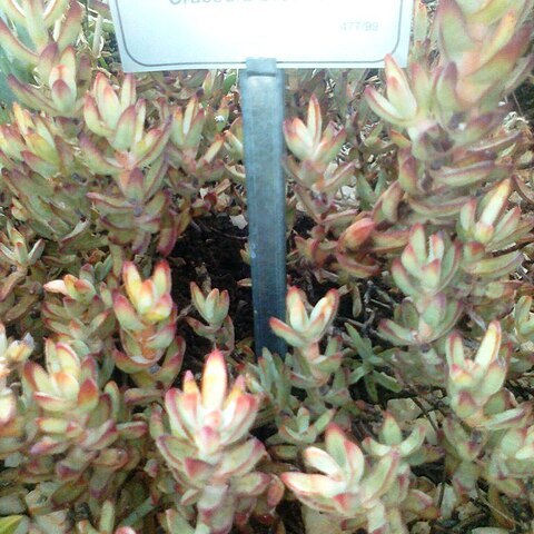 Crassula brevifolia unspecified picture