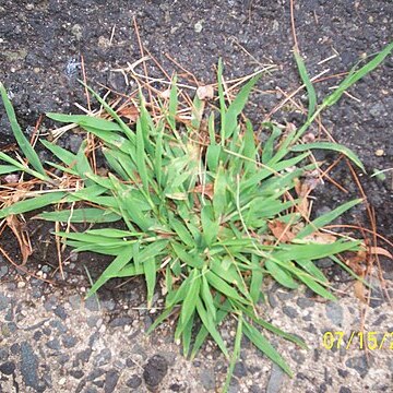 Digitaria unspecified picture