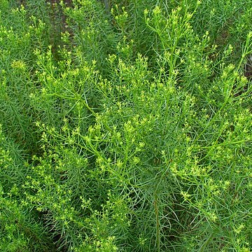 Crinitaria unspecified picture
