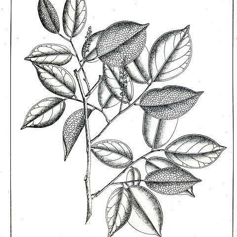 Crudia zeylanica unspecified picture
