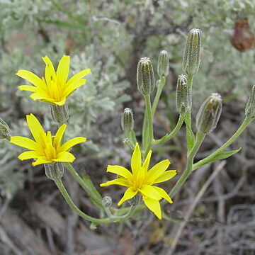 Crepis acuminata unspecified picture