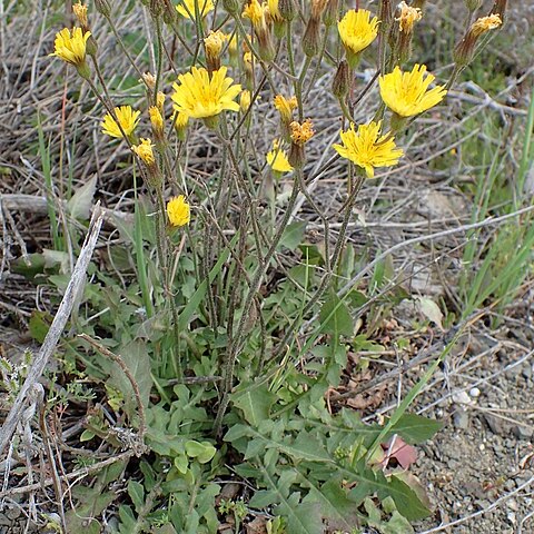 Crepis fraasii unspecified picture