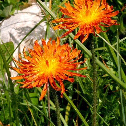Crepis aurea unspecified picture