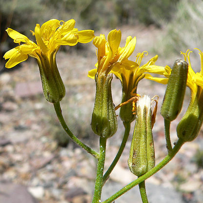 Crepis intermedia unspecified picture