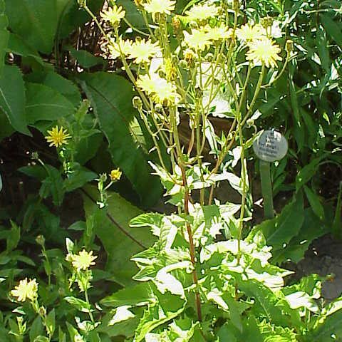 Crepis sibirica unspecified picture