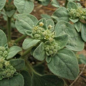 Croton setiger unspecified picture