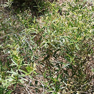 Croton linearis unspecified picture