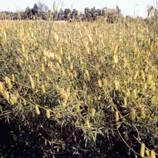Crotalaria ochroleuca unspecified picture