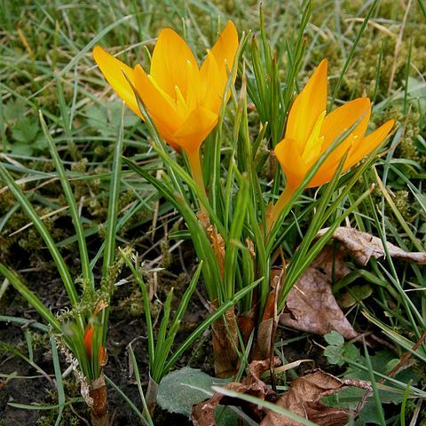 Crocus flavus subsp. flavus unspecified picture