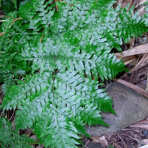 Pteris microptera unspecified picture
