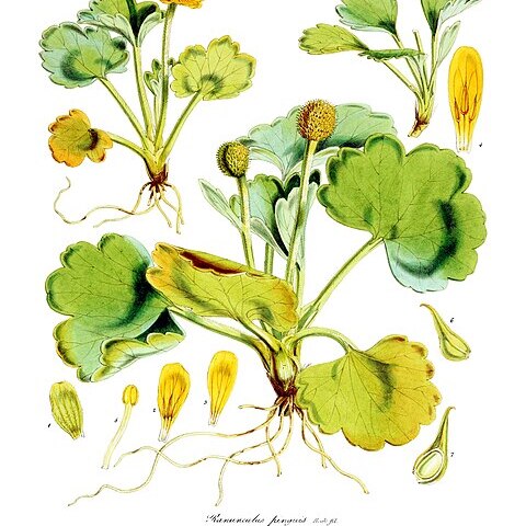 Ranunculus pinguis unspecified picture