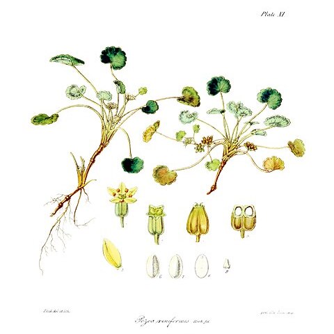 Azorella schizeilema unspecified picture