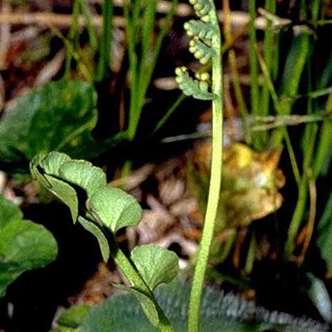 Botrychium unspecified picture