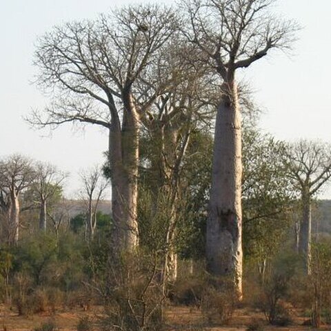 Adansonia za unspecified picture