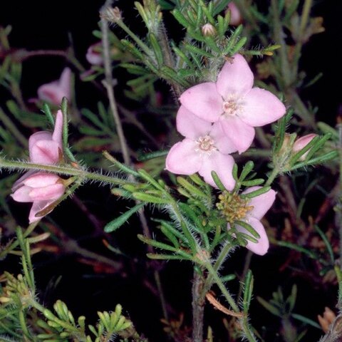 Boronia albiflora unspecified picture