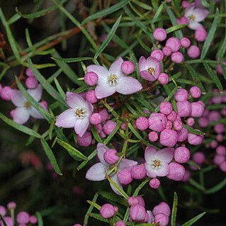 Boronia thujona unspecified picture