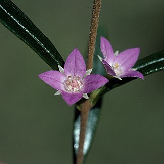 Boronia excelsa unspecified picture