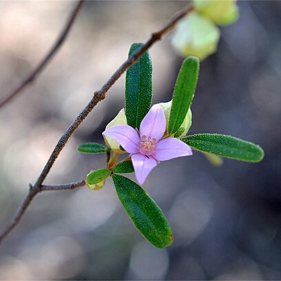 Boronia duiganiae unspecified picture