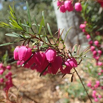 Boronia deanei unspecified picture