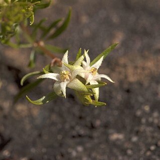Boronia decumbens unspecified picture