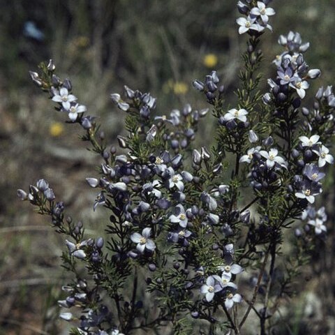 Boronia ramosa unspecified picture