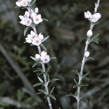 Boronia rigens unspecified picture