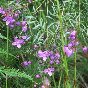 Boronia rivularis unspecified picture