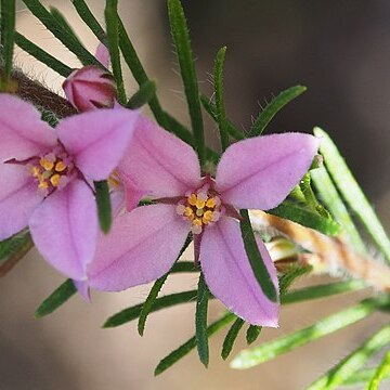 Boronia stricta unspecified picture