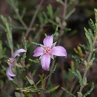 Boronia repanda unspecified picture