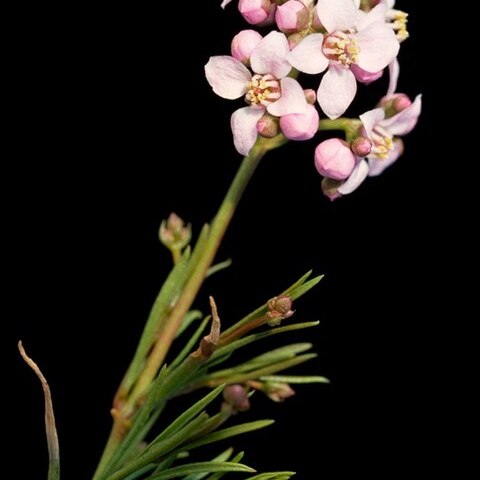 Boronia cymosa unspecified picture