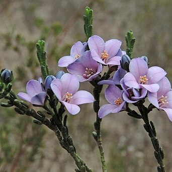Boronia coerulescens unspecified picture