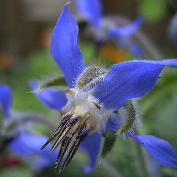 Borago unspecified picture