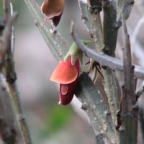 Bossiaea unspecified picture