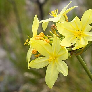 Bobartia unspecified picture