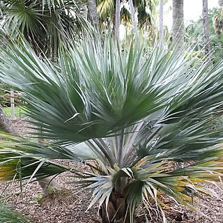 Copernicia ekmanii unspecified picture