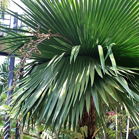 Copernicia unspecified picture