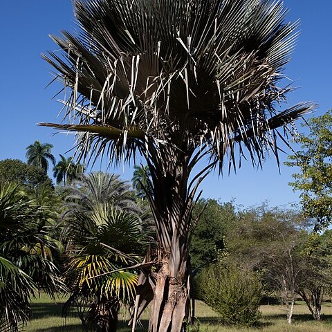 Copernicia curbeloi unspecified picture