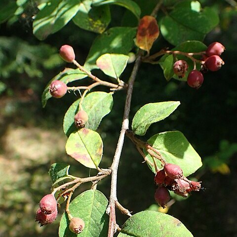 Cotoneaster armenus unspecified picture