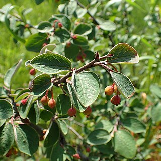 Cotoneaster yakuticus unspecified picture