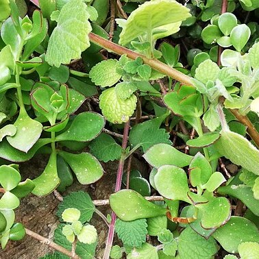 Cotyledon adscendens unspecified picture