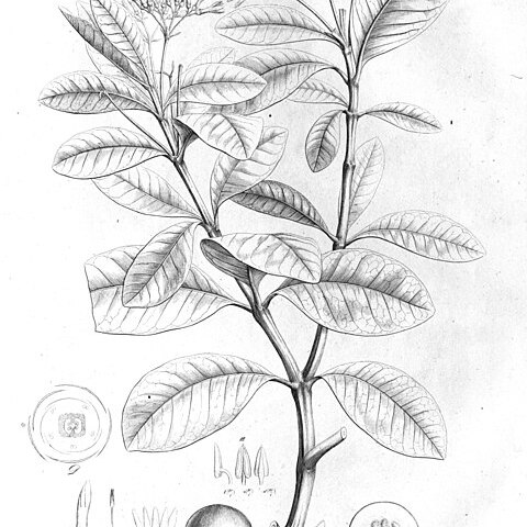 Couma utilis unspecified picture