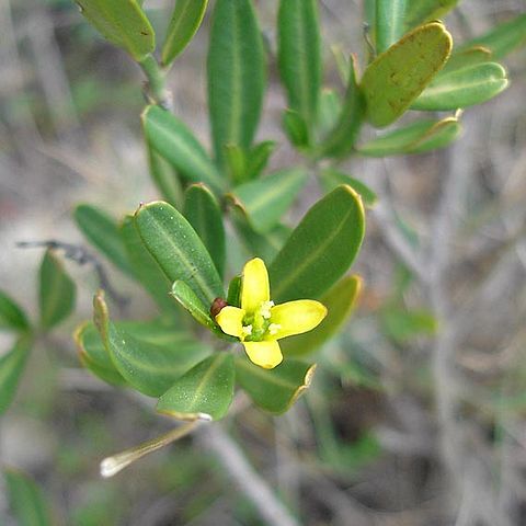 Cneorum unspecified picture