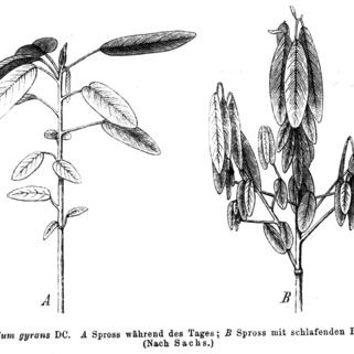 Codariocalyx motorius unspecified picture