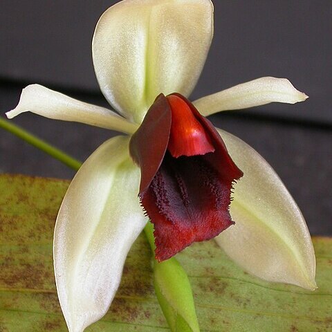Coelogyne usitana unspecified picture
