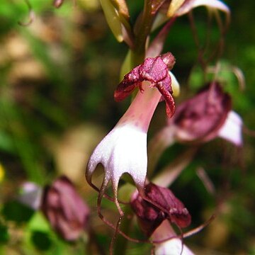 Himantoglossum comperianum unspecified picture