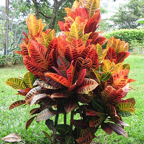 Codiaeum unspecified picture