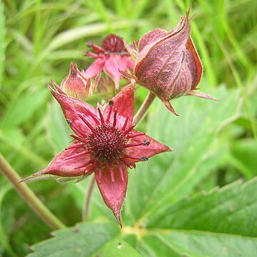 Comarum unspecified picture