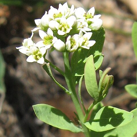 Comandra unspecified picture