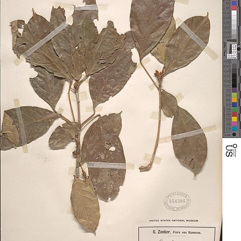 Cola bipindensis unspecified picture